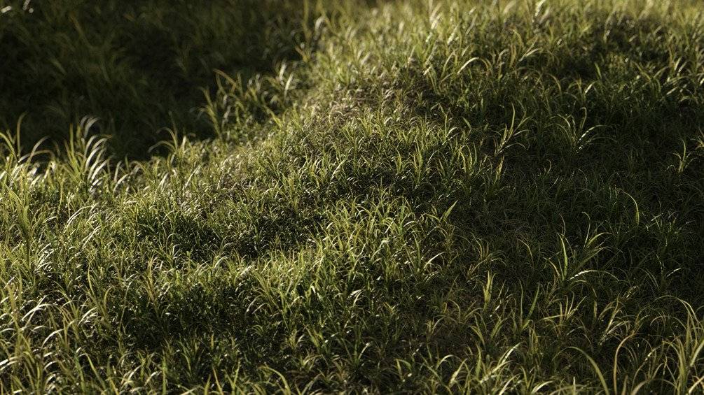 草地野草3D模型(FBX/OBJ格式)  Vertex Library – HyperGrass 01 WildGreen插图3