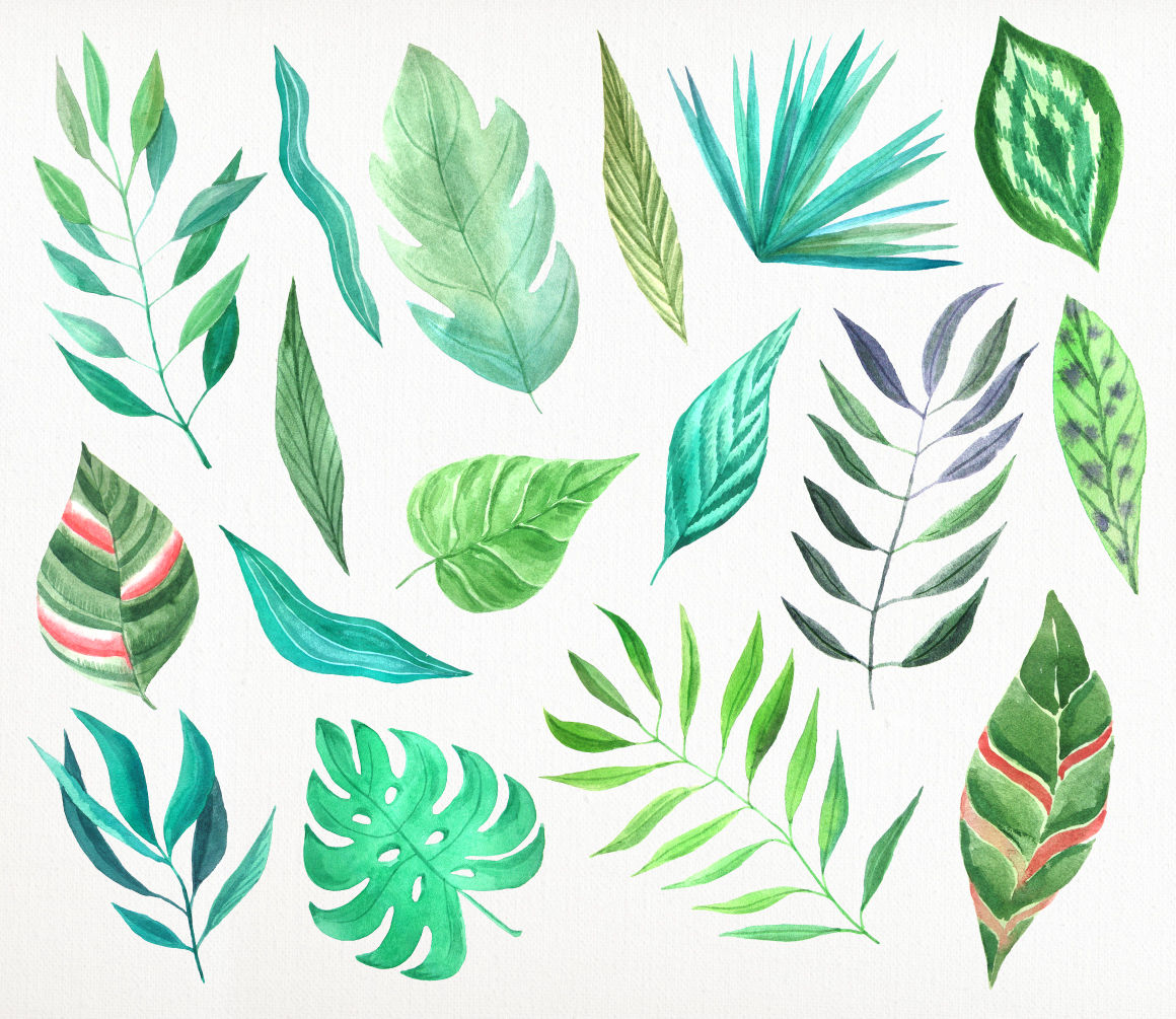 热带风格手绘树叶树枝水彩剪贴画图片素材 tropical watercolor
