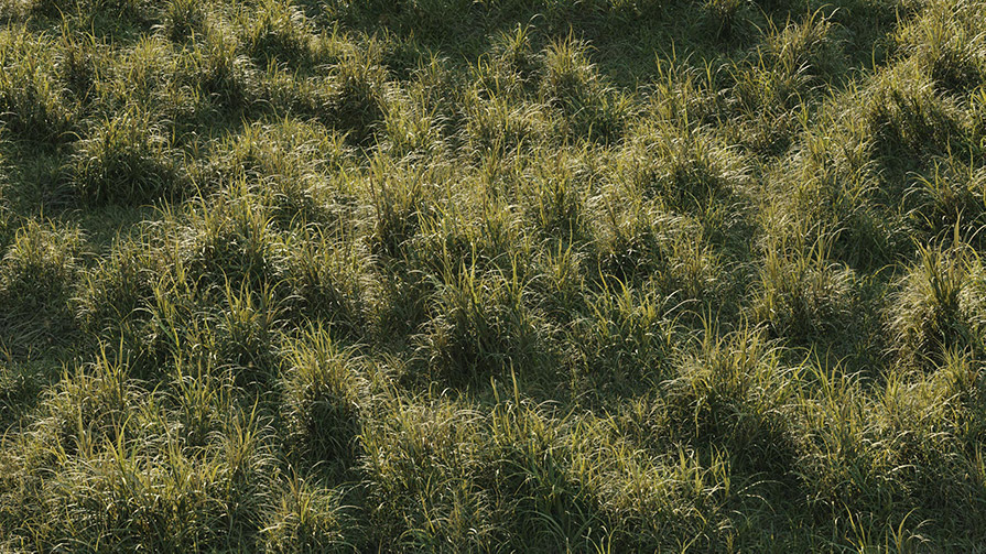 草地野草3D模型(FBX/OBJ格式)  Vertex Library – HyperGrass 01 WildGreen插图4