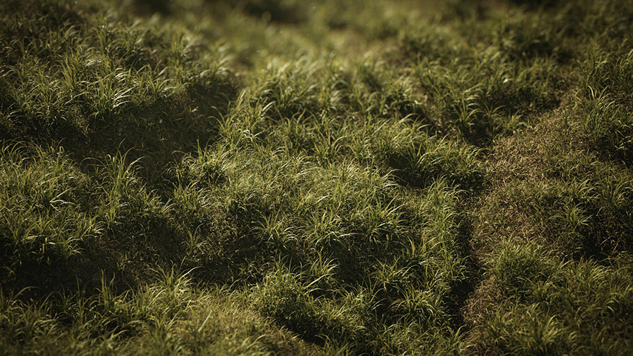 草地野草3D模型(FBX/OBJ格式)  Vertex Library – HyperGrass 01 WildGreen插图9