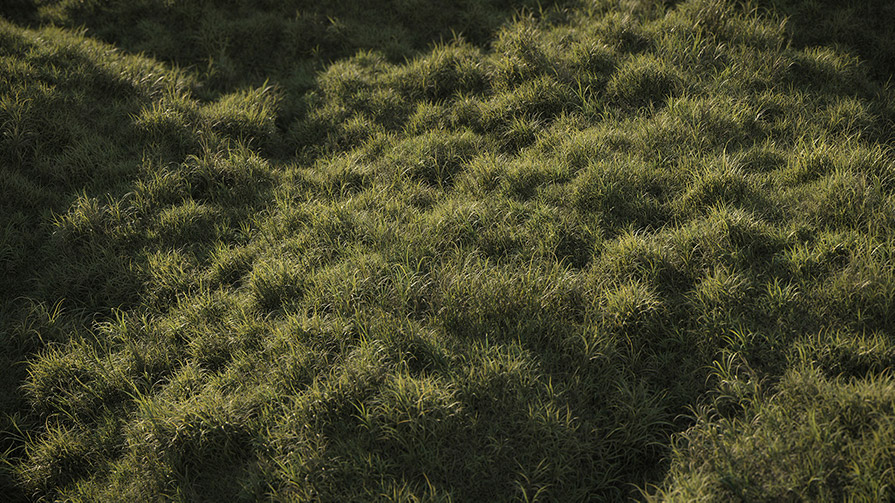 草地野草3D模型(FBX/OBJ格式)  Vertex Library – HyperGrass 01 WildGreen插图8