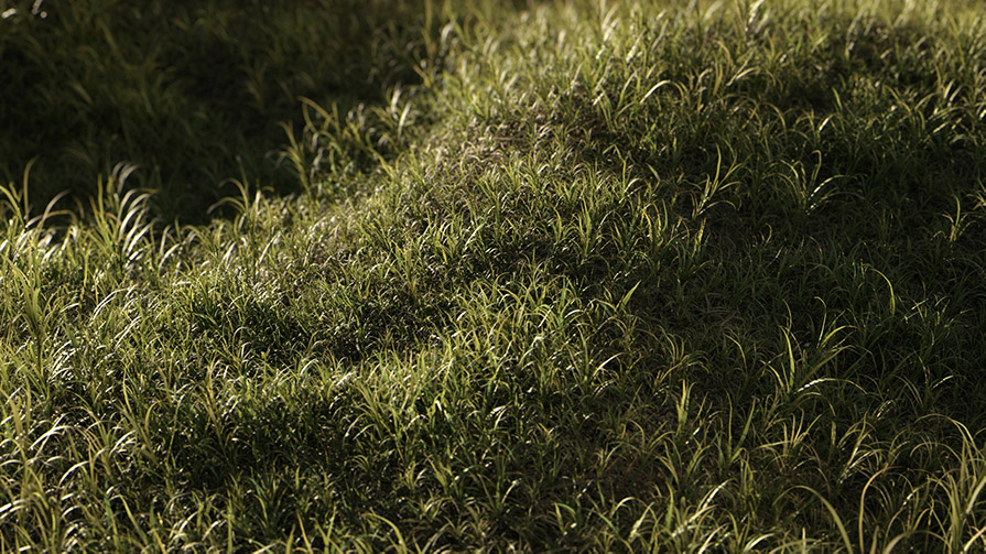 草地野草3D模型(FBX/OBJ格式)  Vertex Library – HyperGrass 01 WildGreen插图7