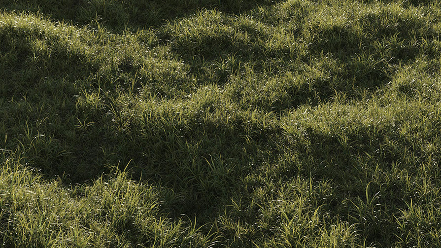 草地野草3D模型(FBX/OBJ格式)  Vertex Library – HyperGrass 01 WildGreen插图11