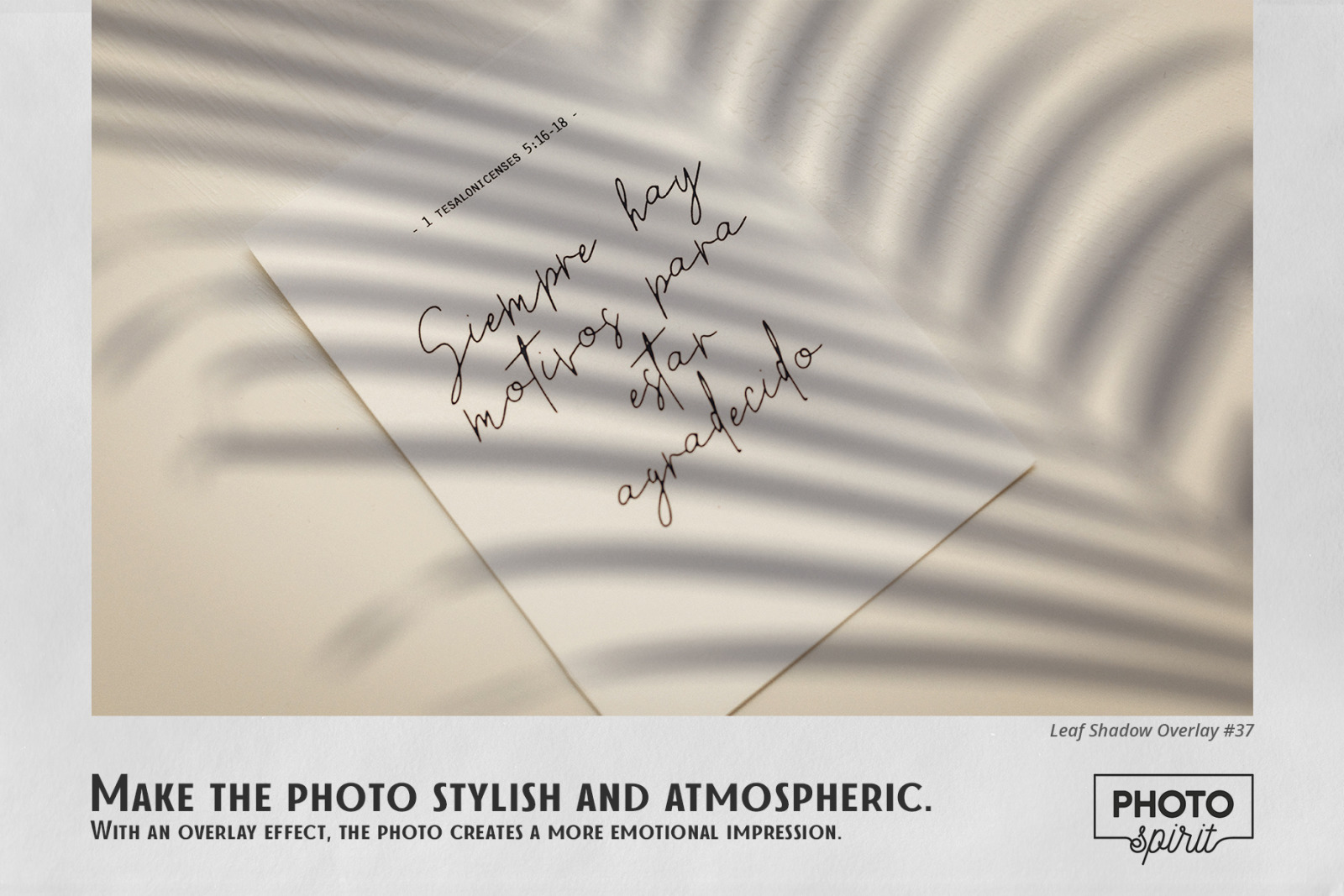 69个华丽树叶阴影ps叠加背景图片设计素材 leaf shadow overlays插图2