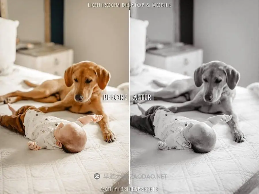 09043342-dcaf-4813-9dc6-ae71262891ce 09043342-dcaf-4813-9dc6-ae71262891ce