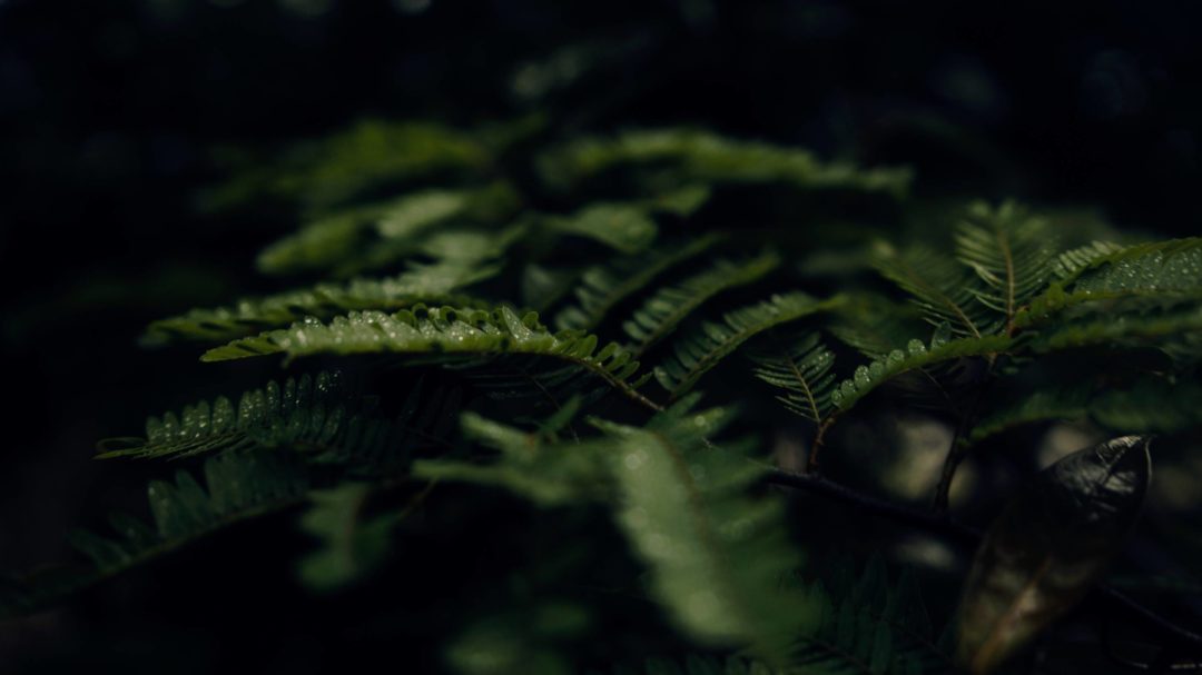 LeafAfter LeafAfter