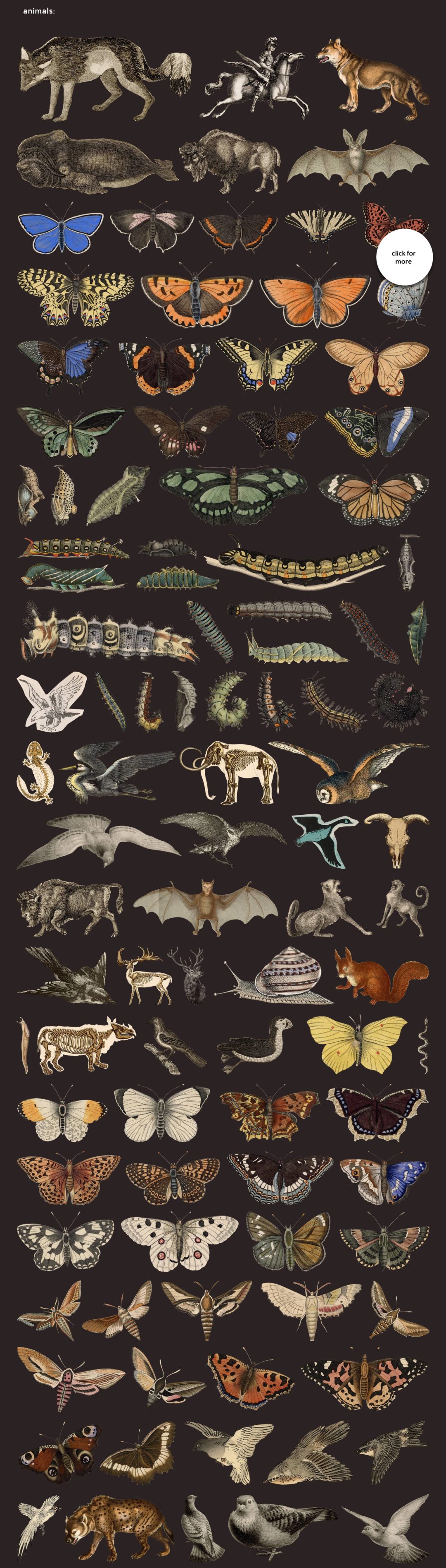 animals-main-