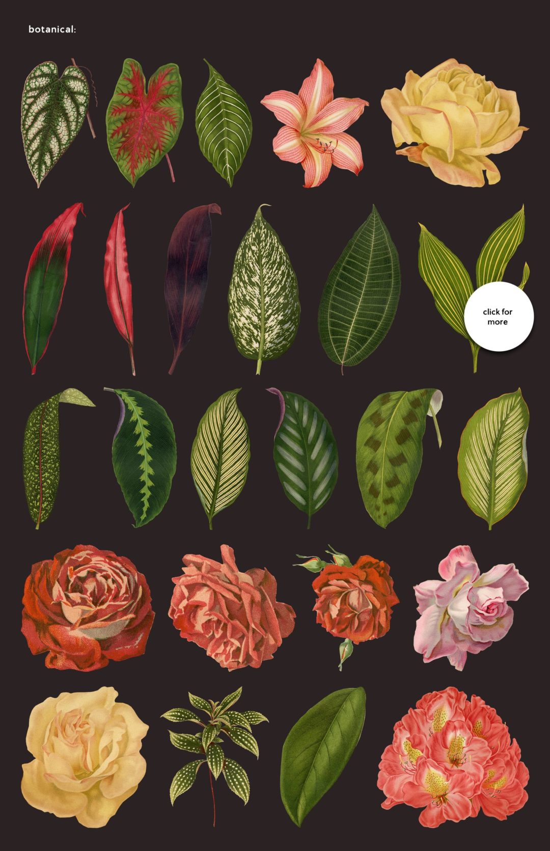 botanicals-main-