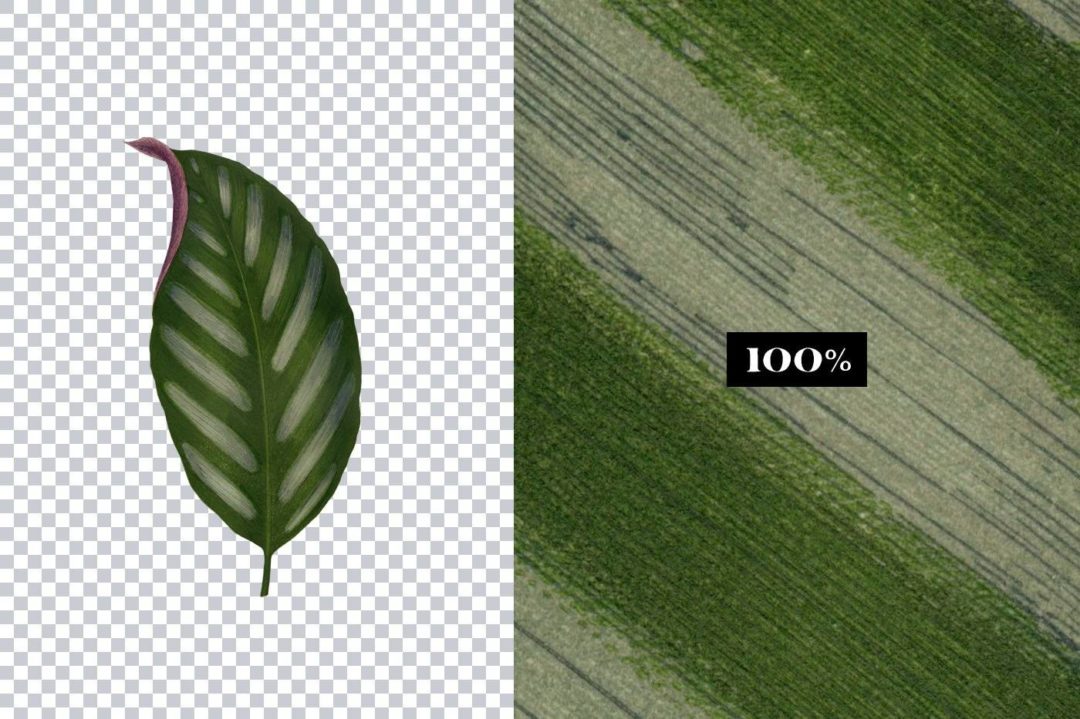 zoom-