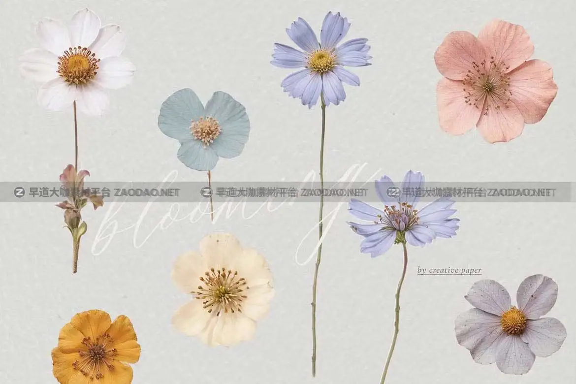 36款现代优雅婚礼请柬贺卡封面设计花卉背景图PNG/JPG格式素材 Pressed Flowers Elements插图3