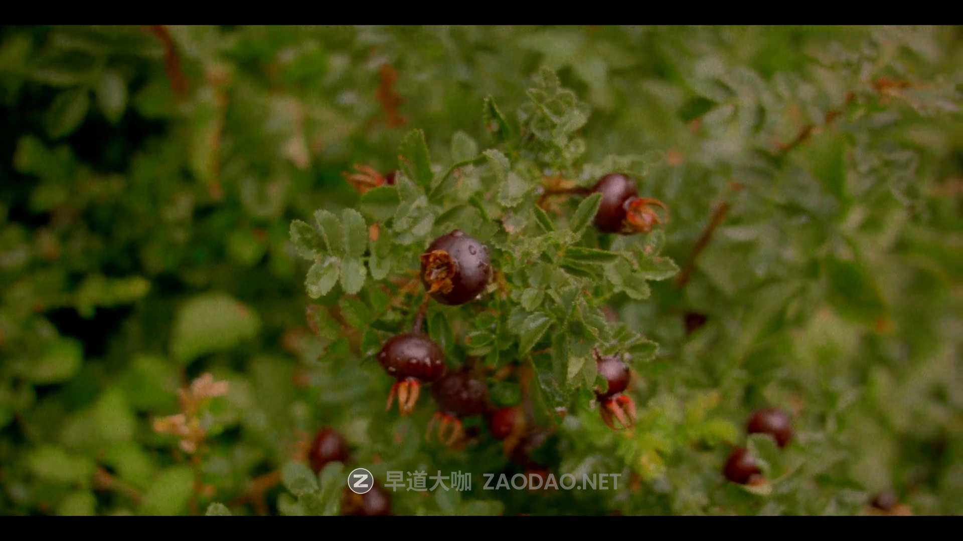 Oliver Keys 复古逼真电影外观胶片模拟达芬奇调色节点Powergrade + LUT预设素材套装 KeyChrome V2 Motion Picture Film Powergrade插图8 Oliver Keys 复古逼真电影外观胶片模拟达芬奇调色节点Powergrade + LUT预设素材套装 KeyChrome V2 Motion Picture Film Powergrade插图8