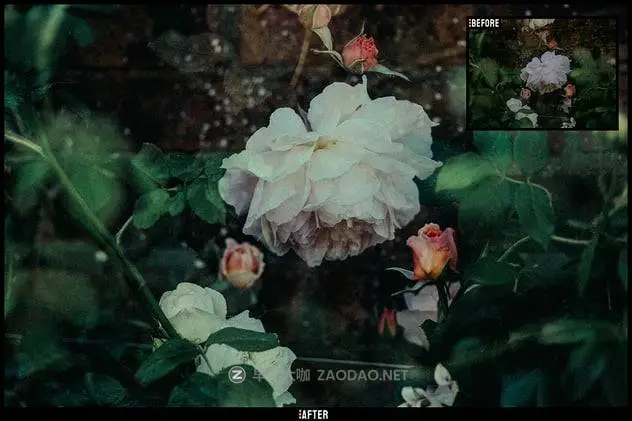 20241125wb69t 20241125wb69t