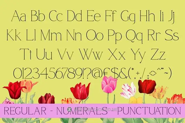 202412068wnt3 202412068wnt3