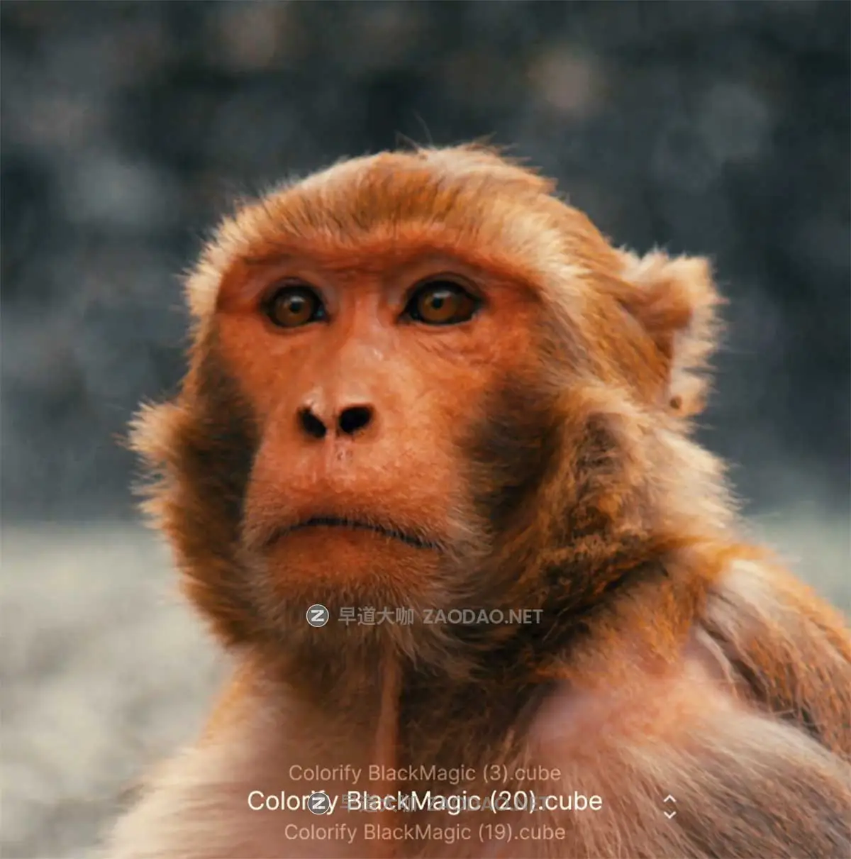 23组专业电影质感黑魔法相机旅拍人文Vlog短视频调色Lut预设Pixflow – CL-BlackMagic Lut Pack插图4 23组专业电影质感黑魔法相机旅拍人文Vlog短视频调色Lut预设Pixflow – CL-BlackMagic Lut Pack插图4