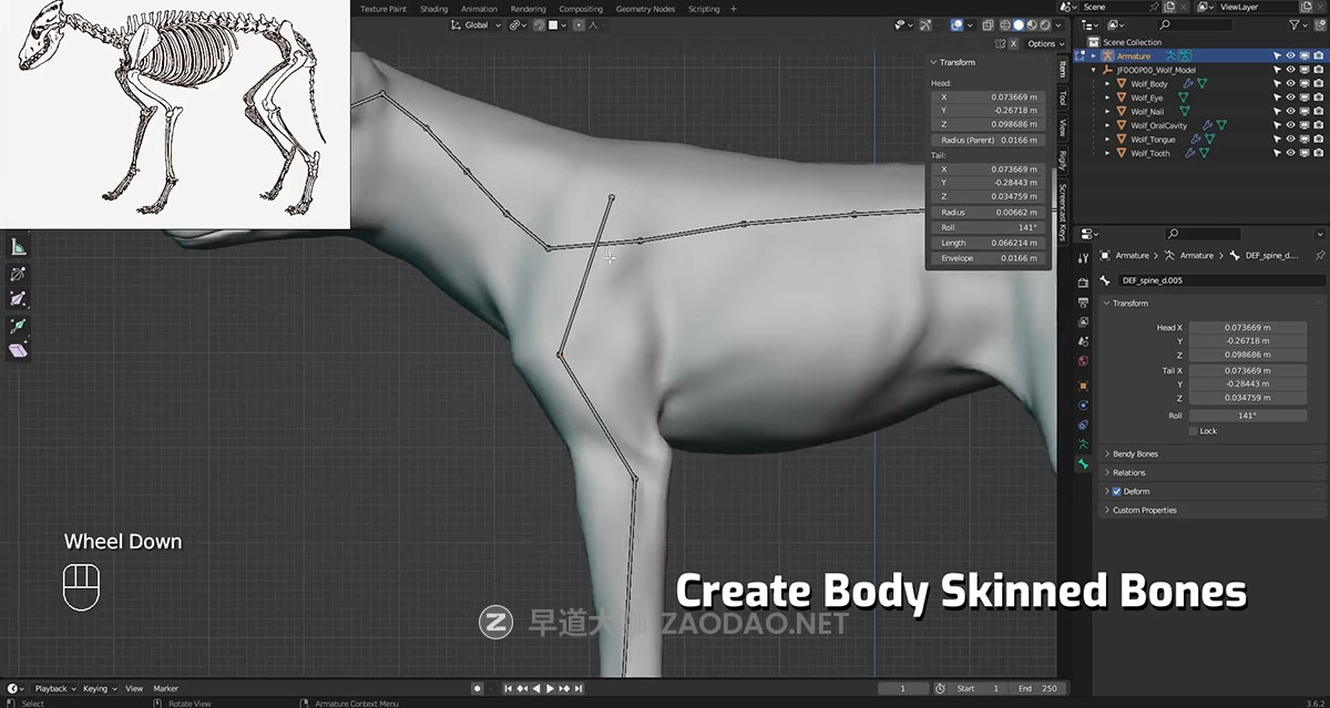 Vfx Grace Animal Creature Rigging Blender生物骨骼绑定行走动画视频教程 中英文字幕插图10