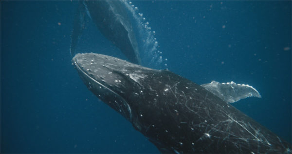ArtList – Humpback Whales – 4K HD Collections 15组真实拍摄4K高清太平洋汤加深海座头鲸鲸鱼视频素材