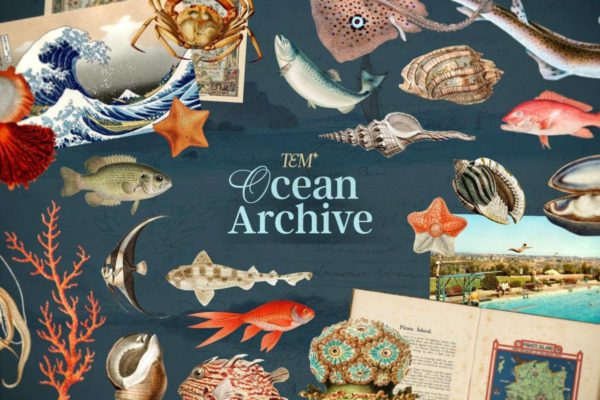 349件复古海洋生物珊瑚船只海浪剪贴画png免抠图设计素材Oceanic Archive — Sea Elements Bundle