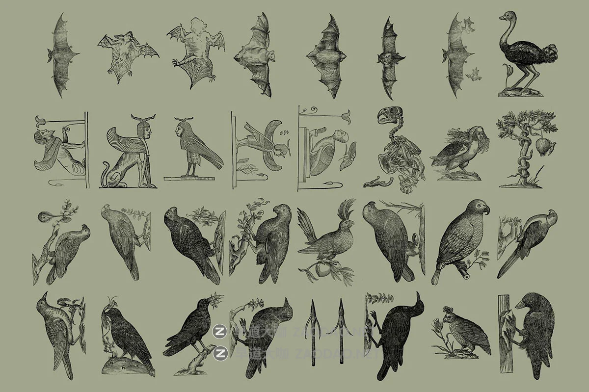 168幅精美高清鸟类自然动物黑白矢量插画插图ai/png格式设计素材 Birds of the World Illustrations插图5 168幅精美高清鸟类自然动物黑白矢量插画插图ai/png格式设计素材 Birds of the World Illustrations插图5