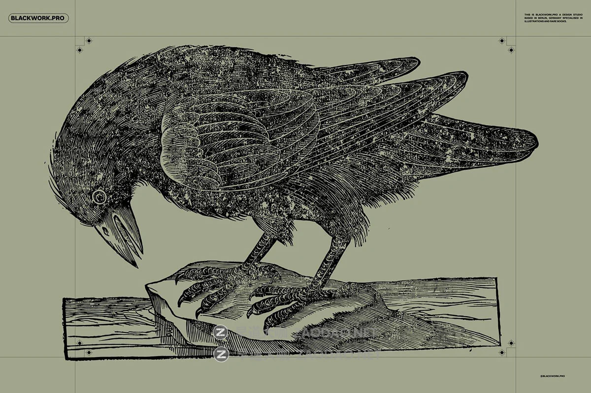 168幅精美高清鸟类自然动物黑白矢量插画插图ai/png格式设计素材 Birds of the World Illustrations插图8 168幅精美高清鸟类自然动物黑白矢量插画插图ai/png格式设计素材 Birds of the World Illustrations插图8