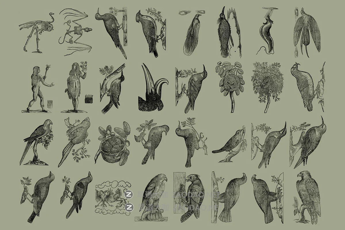 168幅精美高清鸟类自然动物黑白矢量插画插图ai/png格式设计素材 Birds of the World Illustrations插图4 168幅精美高清鸟类自然动物黑白矢量插画插图ai/png格式设计素材 Birds of the World Illustrations插图4