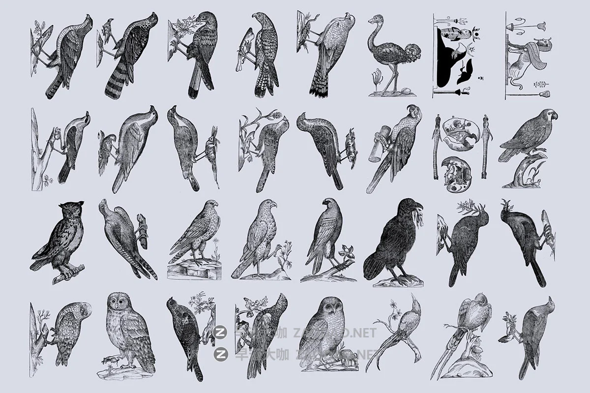 168幅精美高清鸟类自然动物黑白矢量插画插图ai/png格式设计素材 Birds of the World Illustrations插图2 168幅精美高清鸟类自然动物黑白矢量插画插图ai/png格式设计素材 Birds of the World Illustrations插图2