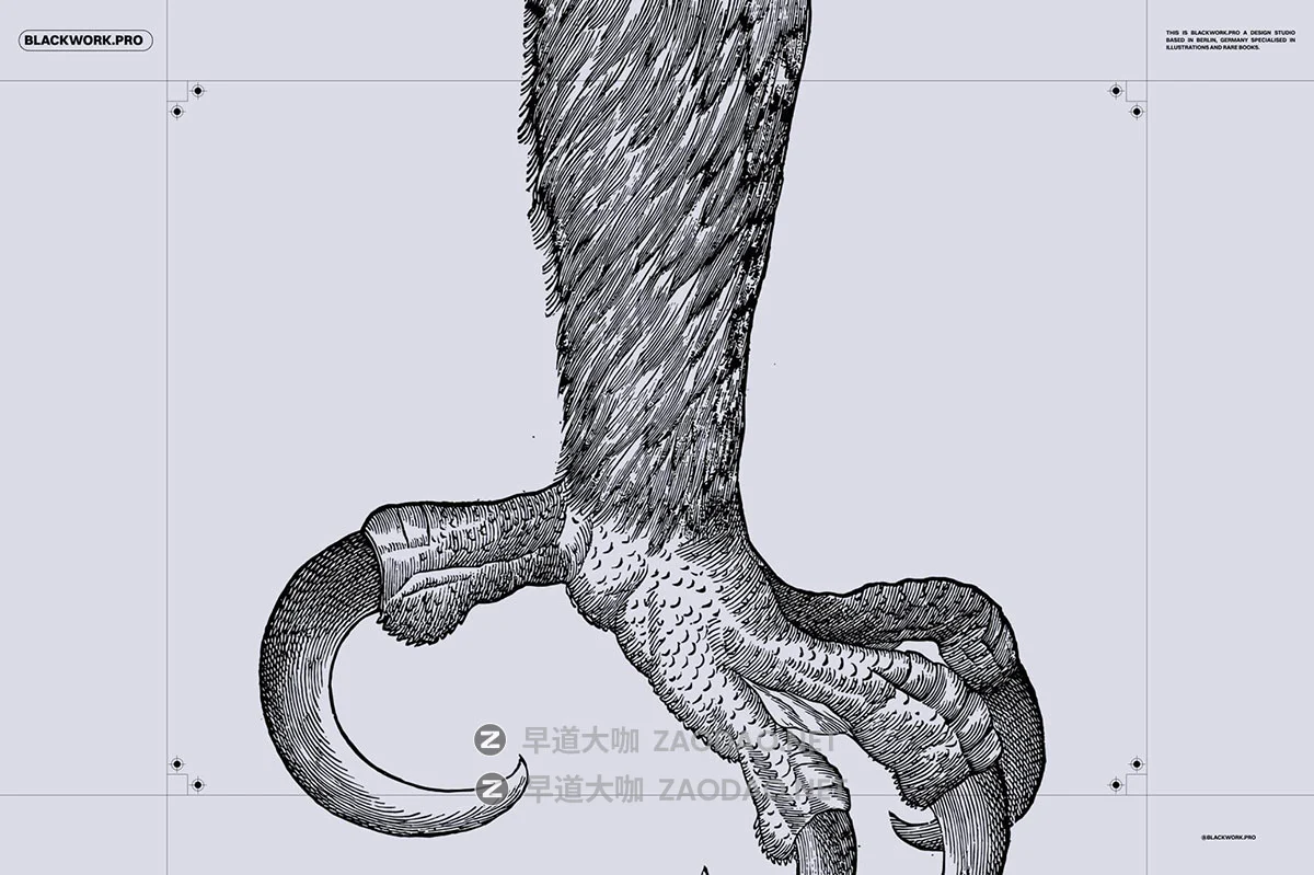 168幅精美高清鸟类自然动物黑白矢量插画插图ai/png格式设计素材 Birds of the World Illustrations插图10 168幅精美高清鸟类自然动物黑白矢量插画插图ai/png格式设计素材 Birds of the World Illustrations插图10