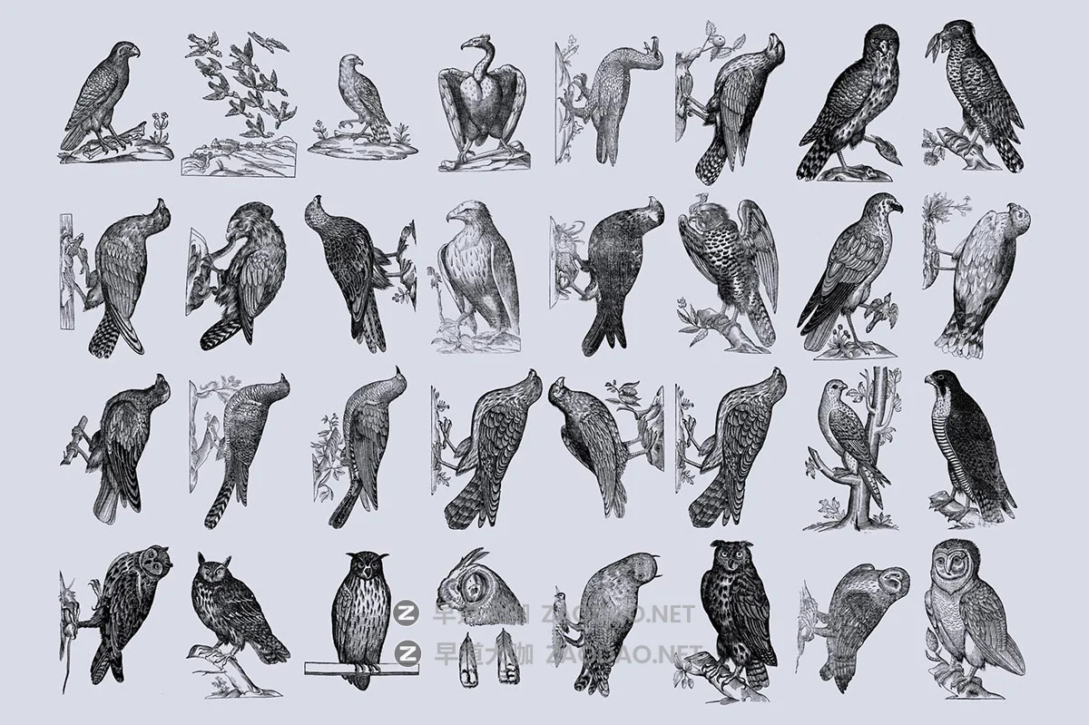 168幅精美高清鸟类自然动物黑白矢量插画插图ai/png格式设计素材 Birds of the World Illustrations插图1 168幅精美高清鸟类自然动物黑白矢量插画插图ai/png格式设计素材 Birds of the World Illustrations插图1