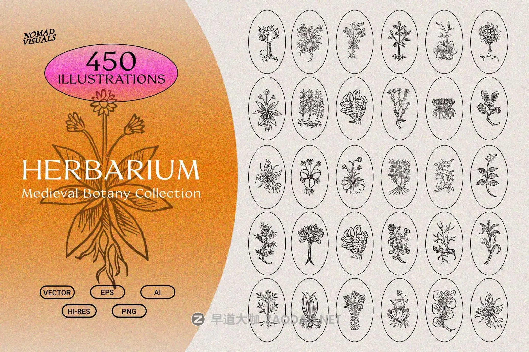 450款复古中世纪手绘草本草药植物手稿插图插画png/ai格式设计素材 Herbarium Medieval Botany Collection插图 450款复古中世纪手绘草本草药植物手稿插图插画png/ai格式设计素材 Herbarium Medieval Botany Collection插图