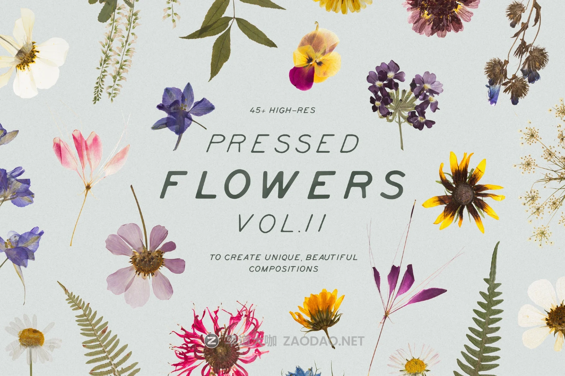 45+款彩色花卉花朵香草压干花png免抠图设计素材 Pressed Dry Flowers & Herbs Vol.2插图 45+款彩色花卉花朵香草压干花png免抠图设计素材 Pressed Dry Flowers & Herbs Vol.2插图
