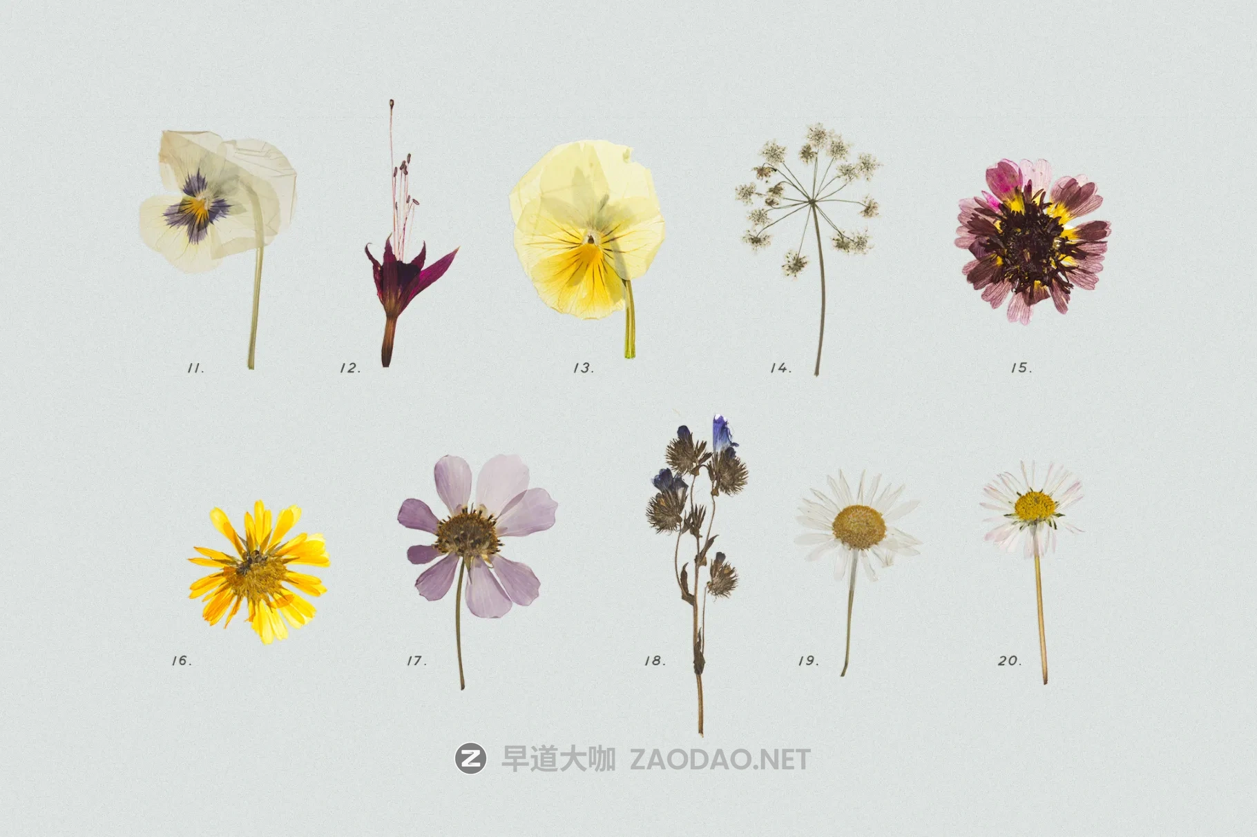 45+款彩色花卉花朵香草压干花png免抠图设计素材 Pressed Dry Flowers & Herbs Vol.2插图2 45+款彩色花卉花朵香草压干花png免抠图设计素材 Pressed Dry Flowers & Herbs Vol.2插图2