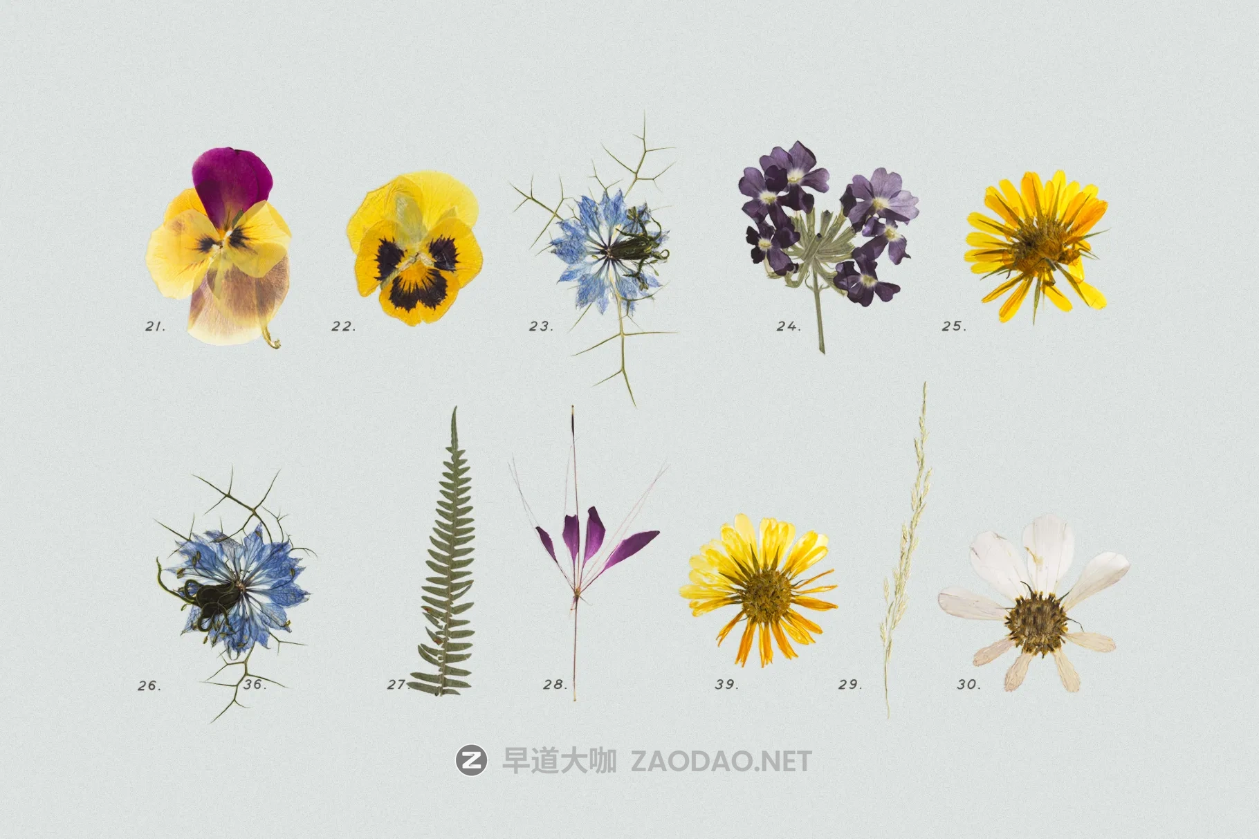 45+款彩色花卉花朵香草压干花png免抠图设计素材 Pressed Dry Flowers & Herbs Vol.2插图3 45+款彩色花卉花朵香草压干花png免抠图设计素材 Pressed Dry Flowers & Herbs Vol.2插图3