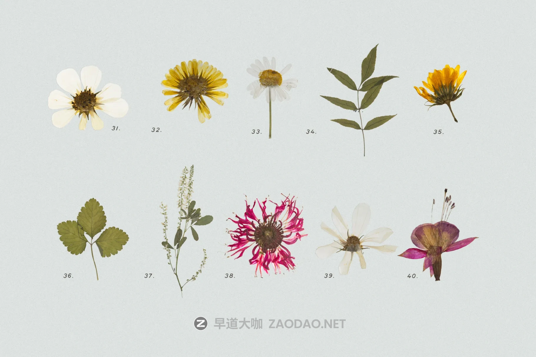 45+款彩色花卉花朵香草压干花png免抠图设计素材 Pressed Dry Flowers & Herbs Vol.2插图4 45+款彩色花卉花朵香草压干花png免抠图设计素材 Pressed Dry Flowers & Herbs Vol.2插图4