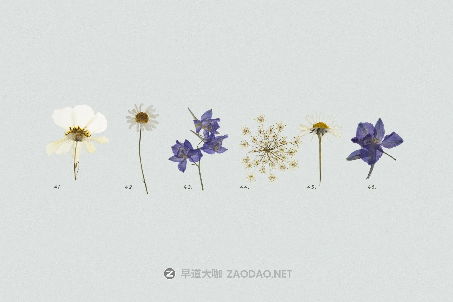 45+款彩色花卉花朵香草压干花png免抠图设计素材 Pressed Dry Flowers & Herbs Vol.2插图5 45+款彩色花卉花朵香草压干花png免抠图设计素材 Pressed Dry Flowers & Herbs Vol.2插图5
