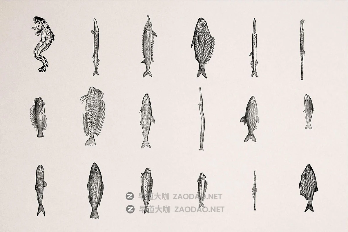 108幅复古各种鱼类海洋主题壁画手绘线条插图ai矢量设计素材 A Renaissance Field Guide to Fish插图3 108幅复古各种鱼类海洋主题壁画手绘线条插图ai矢量设计素材 A Renaissance Field Guide to Fish插图3