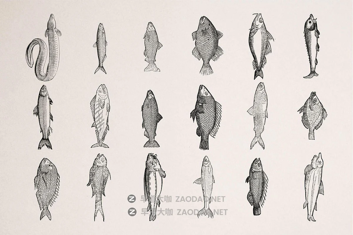 108幅复古各种鱼类海洋主题壁画手绘线条插图ai矢量设计素材 A Renaissance Field Guide to Fish插图4 108幅复古各种鱼类海洋主题壁画手绘线条插图ai矢量设计素材 A Renaissance Field Guide to Fish插图4