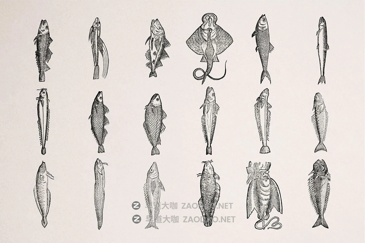 108幅复古各种鱼类海洋主题壁画手绘线条插图ai矢量设计素材 A Renaissance Field Guide to Fish插图5 108幅复古各种鱼类海洋主题壁画手绘线条插图ai矢量设计素材 A Renaissance Field Guide to Fish插图5