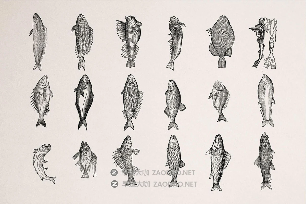 108幅复古各种鱼类海洋主题壁画手绘线条插图ai矢量设计素材 A Renaissance Field Guide to Fish插图6 108幅复古各种鱼类海洋主题壁画手绘线条插图ai矢量设计素材 A Renaissance Field Guide to Fish插图6