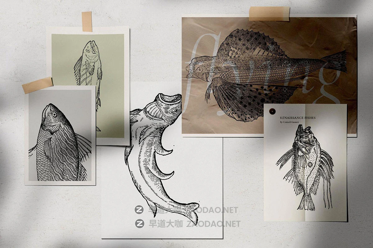 108幅复古各种鱼类海洋主题壁画手绘线条插图ai矢量设计素材 A Renaissance Field Guide to Fish插图1 108幅复古各种鱼类海洋主题壁画手绘线条插图ai矢量设计素材 A Renaissance Field Guide to Fish插图1
