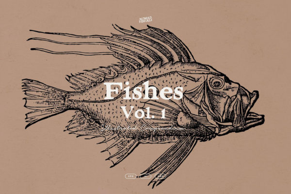 108幅复古各种鱼类海洋主题壁画手绘线条插图ai矢量设计素材 A Renaissance Field Guide to Fish