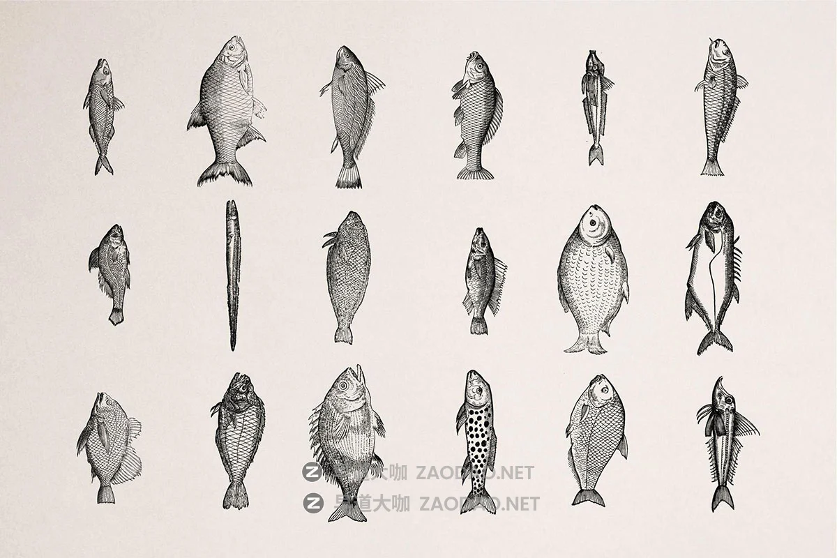 108幅复古各种鱼类海洋主题壁画手绘线条插图ai矢量设计素材 A Renaissance Field Guide to Fish插图7 108幅复古各种鱼类海洋主题壁画手绘线条插图ai矢量设计素材 A Renaissance Field Guide to Fish插图7