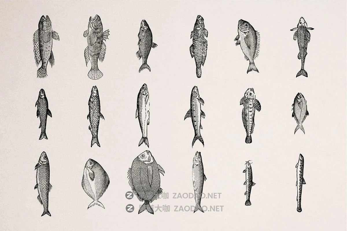 108幅复古各种鱼类海洋主题壁画手绘线条插图ai矢量设计素材 A Renaissance Field Guide to Fish插图8 108幅复古各种鱼类海洋主题壁画手绘线条插图ai矢量设计素材 A Renaissance Field Guide to Fish插图8