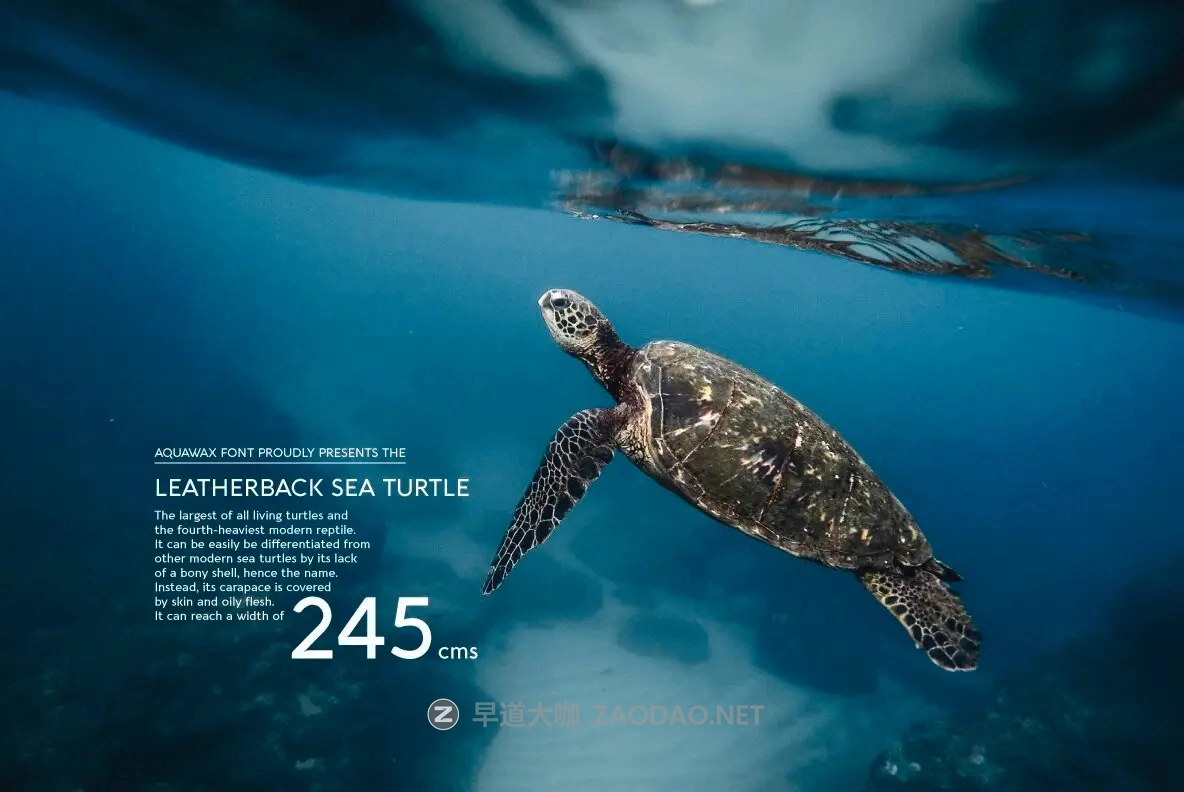 Myfonts – Aquawax Pro Font Family 27款字重现代几何美学圆润边缘电影海报徽标标题logo设计英文字体家族插图6 Myfonts – Aquawax Pro Font Family 27款字重现代几何美学圆润边缘电影海报徽标标题logo设计英文字体家族插图6