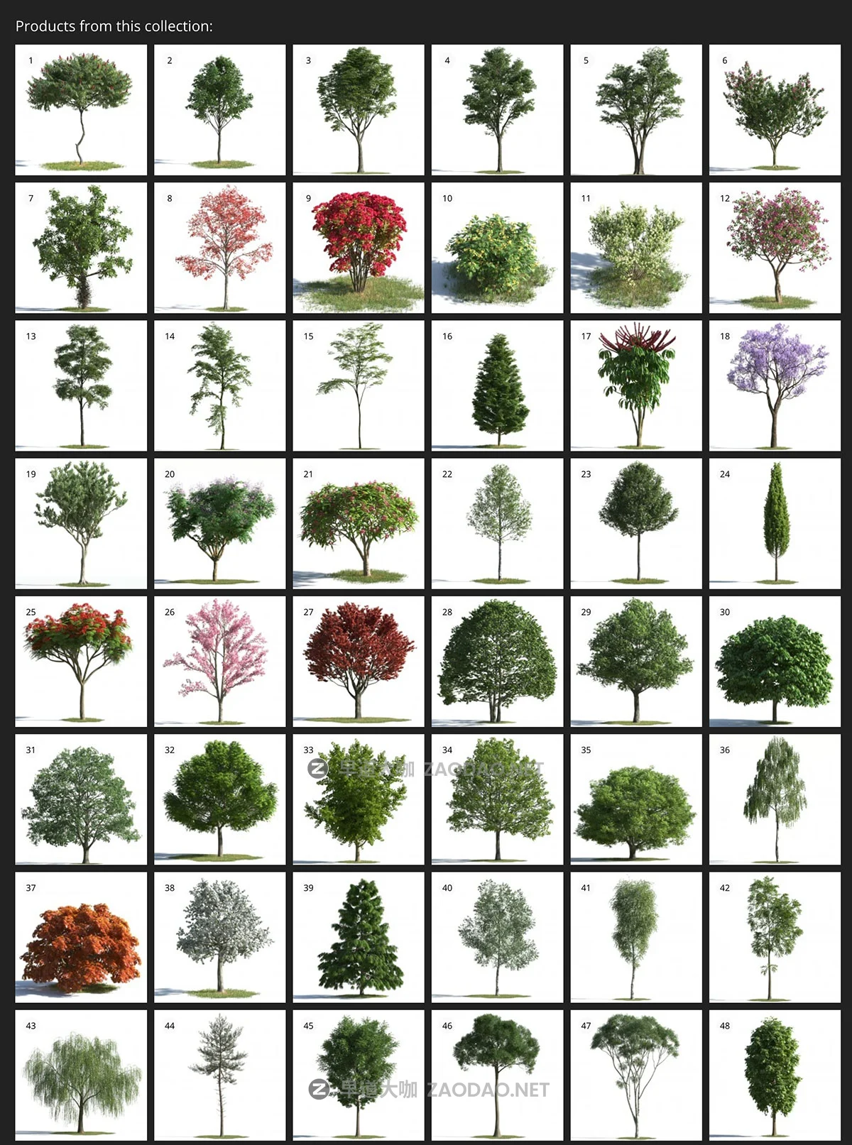 100款高品质树木植物3ds max模型3d资产素材 Evermotion – Archmodels for Corona Vol. 1插图4 100款高品质树木植物3ds max模型3d资产素材 Evermotion – Archmodels for Corona Vol. 1插图4