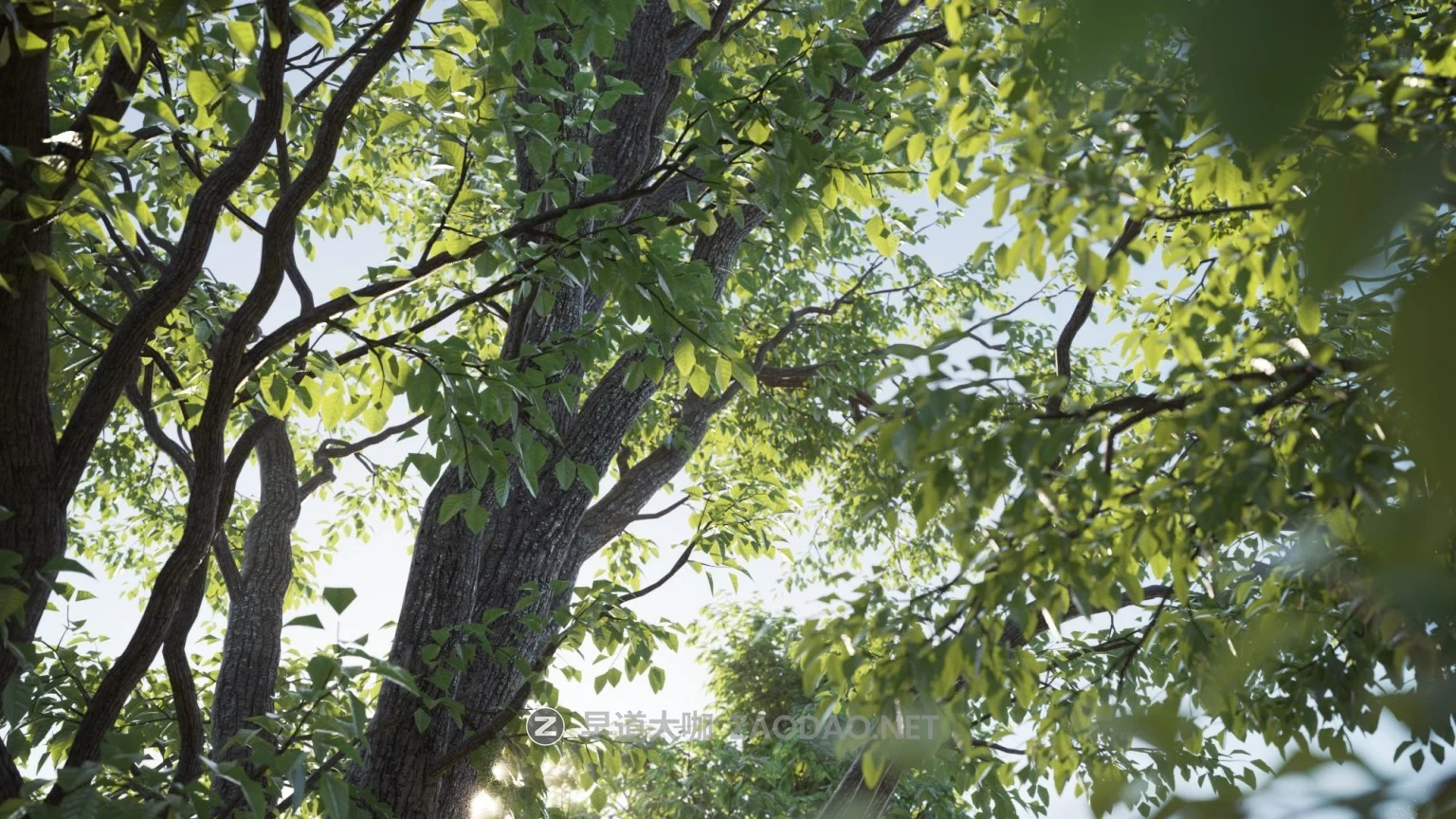 100款高品质树木植物3ds max模型3d资产素材 Evermotion – Archmodels for Corona Vol. 1插图2 100款高品质树木植物3ds max模型3d资产素材 Evermotion – Archmodels for Corona Vol. 1插图2