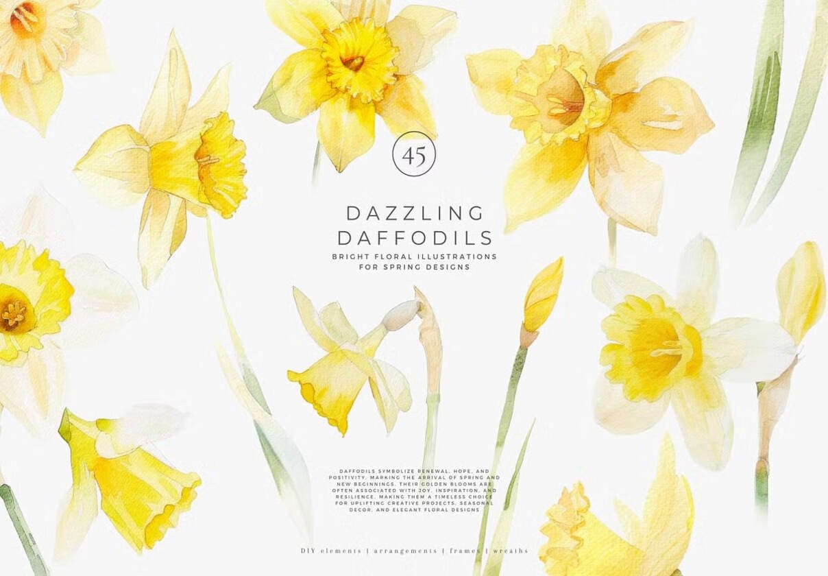 35+款明亮婚礼鲜花水仙花手绘插画水彩画剪贴画png免抠图设计素材 watercolor daffodil特色图 35+款明亮婚礼鲜花水仙花手绘插画水彩画剪贴画png免抠图设计素材 watercolor daffodil
