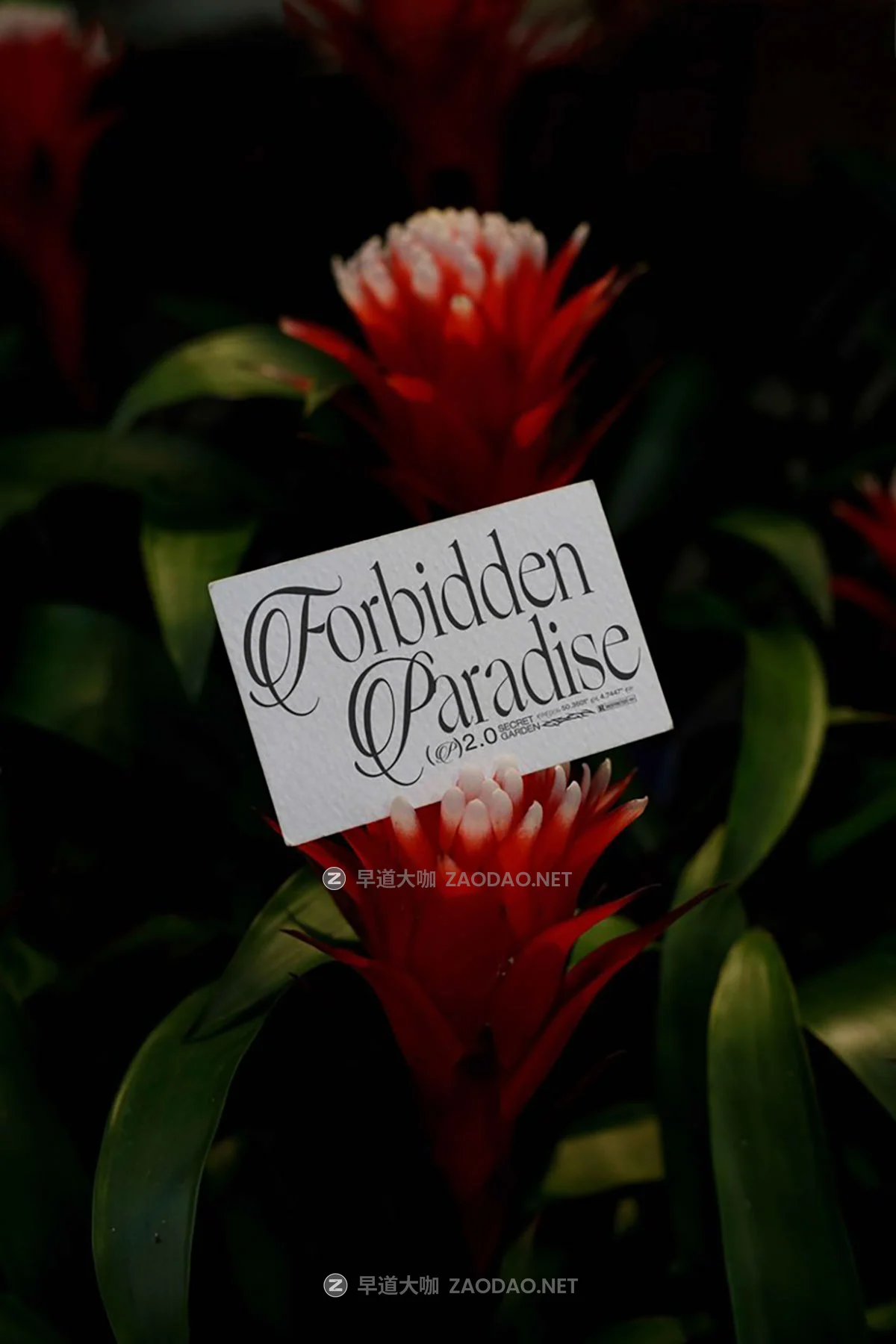 6款小众棒球帽帆布袋作品集设计贴图psd样机模板 Format Mockup – EDEN 02 Collection P2插图5 6款小众棒球帽帆布袋作品集设计贴图psd样机模板 Format Mockup – EDEN 02 Collection P2插图5