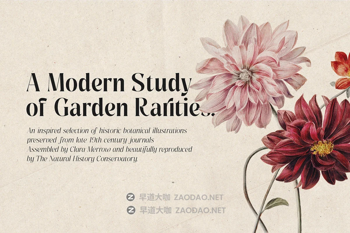 MyFonts – Pure Motif Font Family 18款字重经典永恒情感奢华品牌包装叙事品牌标题logo设计衬线英文字体插图1 MyFonts – Pure Motif Font Family 18款字重经典永恒情感奢华品牌包装叙事品牌标题logo设计衬线英文字体插图1