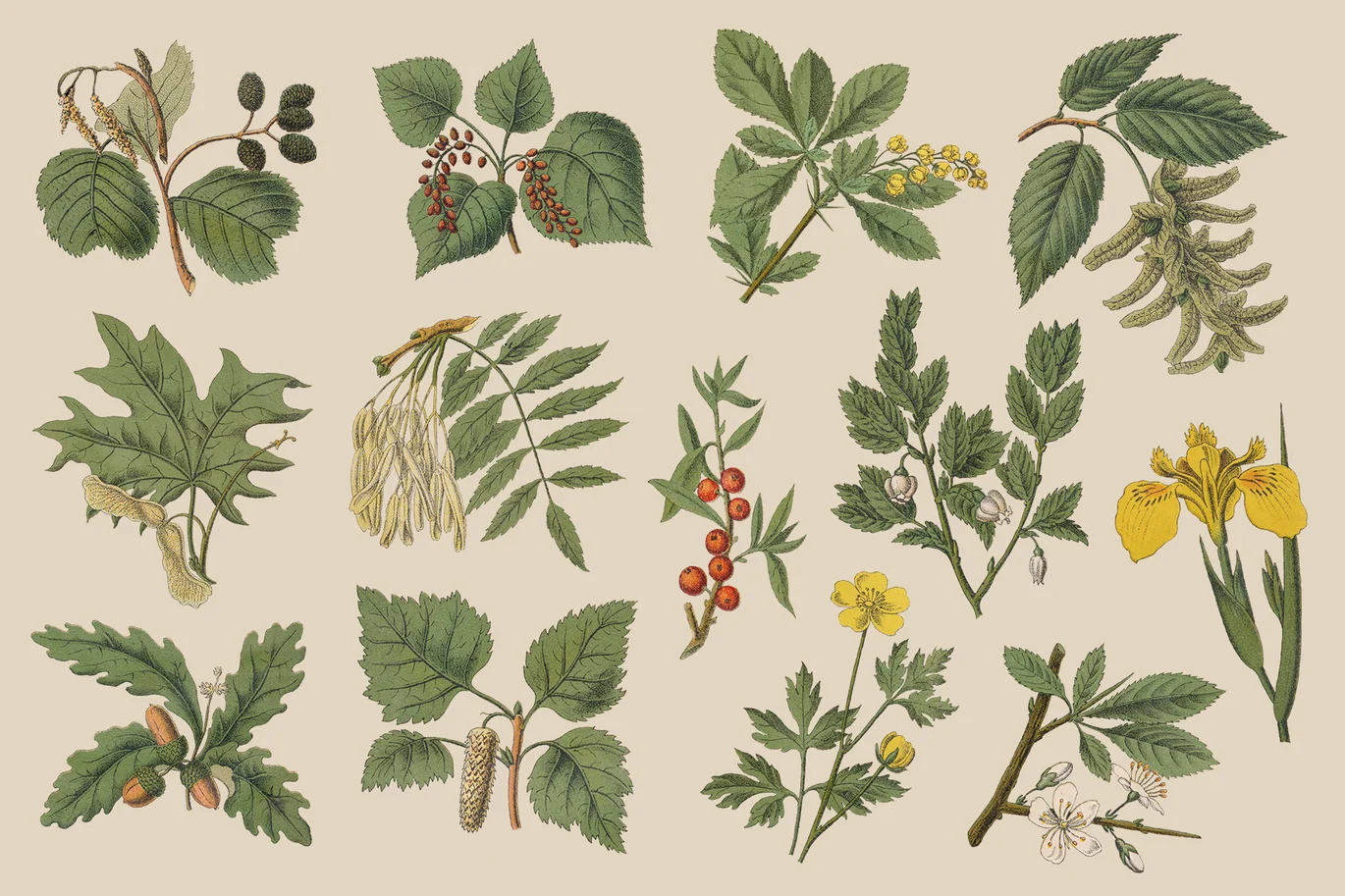 13款高清树叶花卉果实植物草药手绘插画png免抠图设计素材 Botanica Vol. 1 – Vintage Plants Illustrations插图4 13款高清树叶花卉果实植物草药手绘插画png免抠图设计素材 Botanica Vol. 1 – Vintage Plants Illustrations插图4
