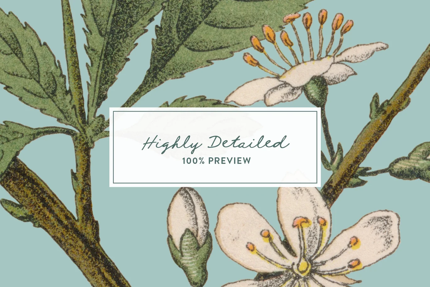 13款高清树叶花卉果实植物草药手绘插画png免抠图设计素材 Botanica Vol. 1 – Vintage Plants Illustrations插图2 13款高清树叶花卉果实植物草药手绘插画png免抠图设计素材 Botanica Vol. 1 – Vintage Plants Illustrations插图2