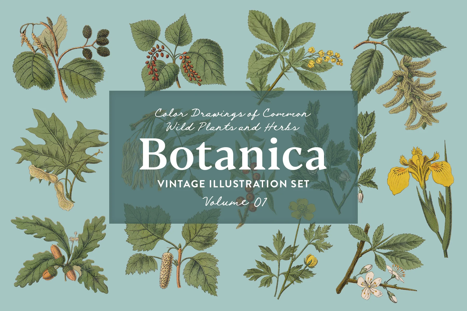 13款高清树叶花卉果实植物草药手绘插画png免抠图设计素材 Botanica Vol. 1 – Vintage Plants Illustrations插图 13款高清树叶花卉果实植物草药手绘插画png免抠图设计素材 Botanica Vol. 1 – Vintage Plants Illustrations插图
